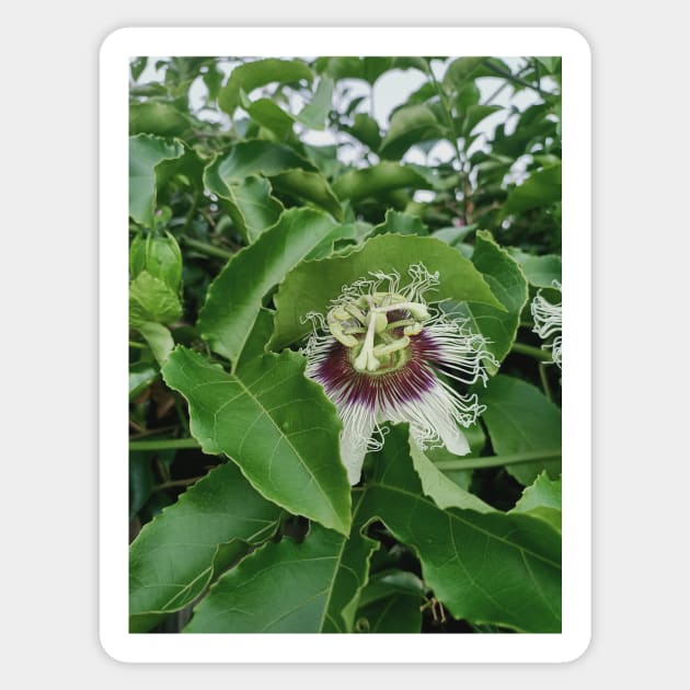passion fruit flower, green leaves, plant photograph Sticker by MarJul